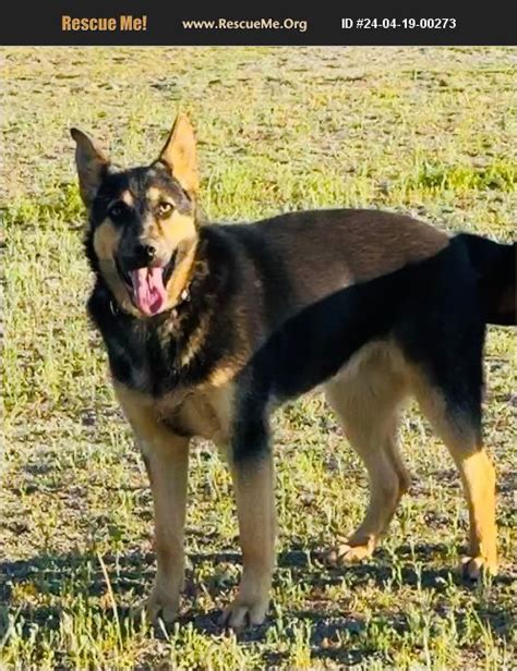 german shepherd rescue riverside|german shepherd adoption san diego.